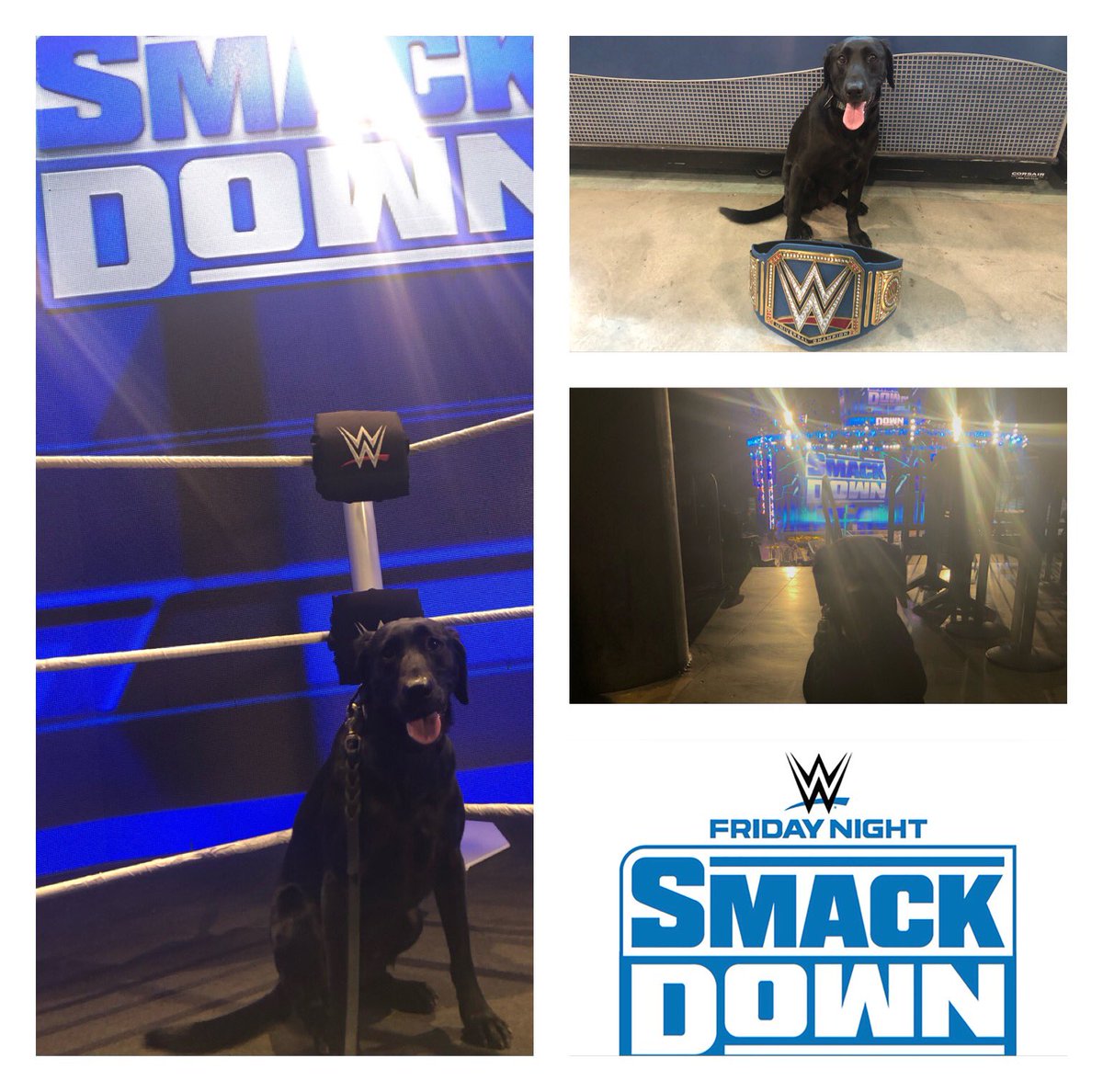 dominic_k9's tweet image. The @WWE Friday Night Smack Down event for tonight is clear 💣.
Met some nice people 🐾
#bombsweep
#WWERaw 
#weesmackdown
@WweRAWsmackdow4 @WWESmackDown 
@WWESmackDownLiv