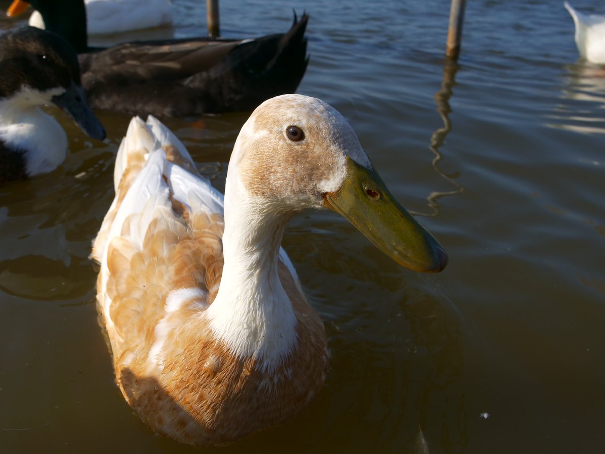DuckFoodBot's tweet photo. Let's send noms to this cute duck. For every retweet, I will drop a snack onto the pond. Watch for your name in the livestream chat at https://t.co/pTJuXhHBfC. https://t.co/eFd4qNvzAF