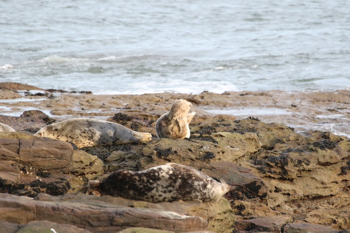Some of the Grey Seals at St.Mary’s island, Northumbria, always nice to see. #greyseal #seals #marinelife #nature #stmarysisland #northumberland #wildlifewatching #bigma #sigmalens