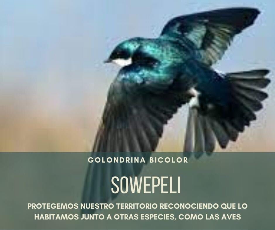 ATMogotavo's tweet photo. Desde la comunidad de Mogótavo queremos preservar nuestro territorio cuidando de las especies que viven en él, como al Sowepeli que le gusta está cerca de los lugares con agua, cómo en nuestra pequeña represa. https://t.co/yV5eFTC0Re