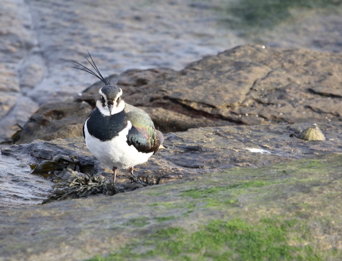 A declining species, a very handsome chap though #lapwing #birding #birdphotography #stmarysisland #northumbria #nature #birdwatching #coast #peewit