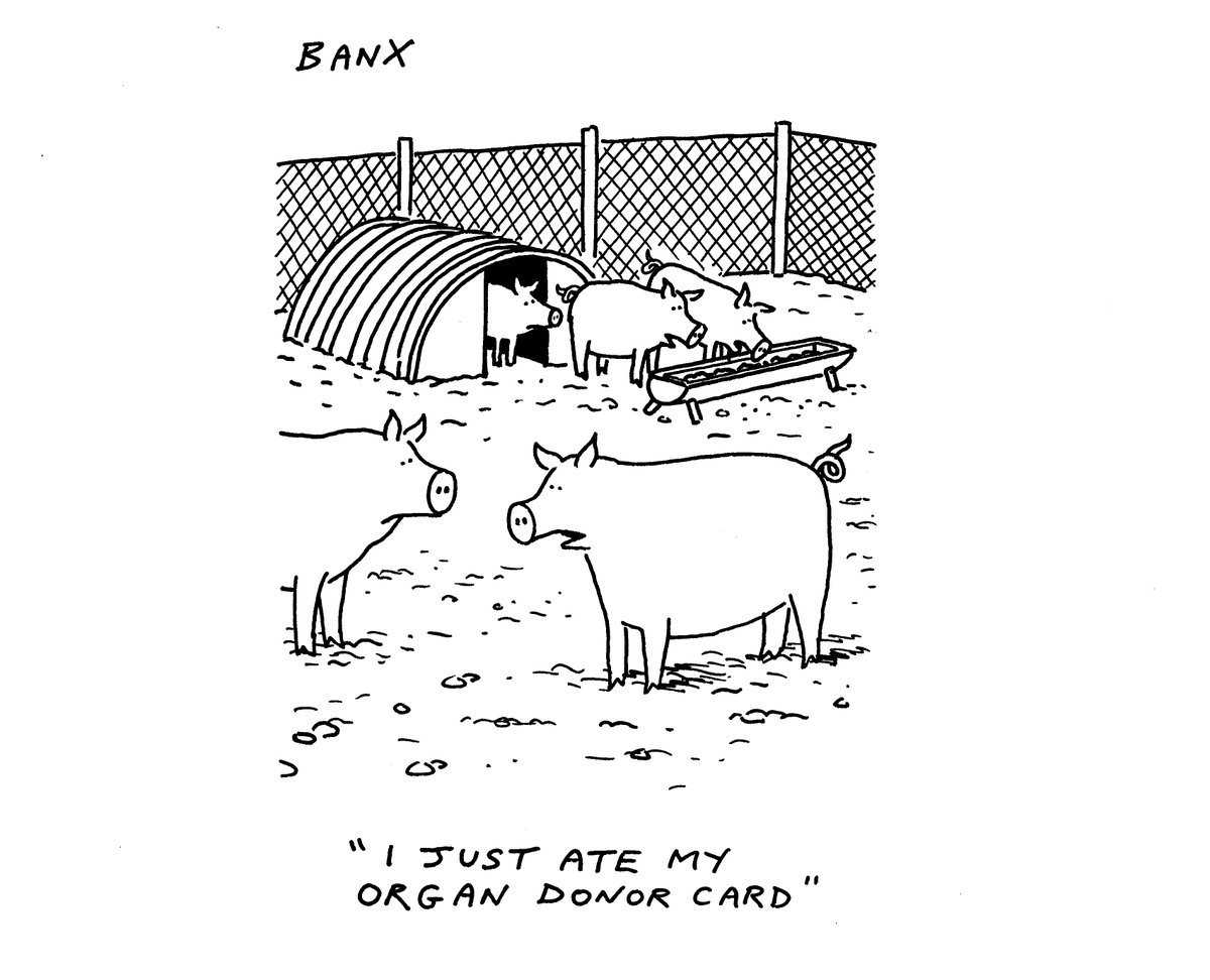 From today's @ft @ftopinion #Pigs #OrganTransplants