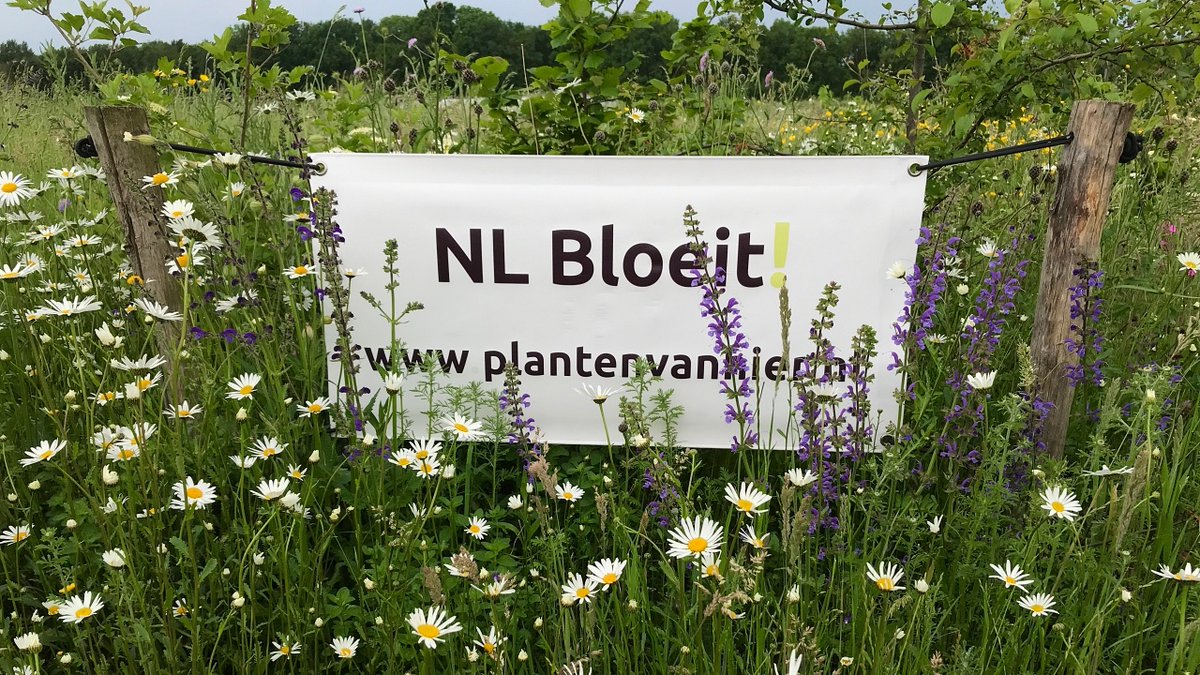 NLBloeit's tweet photo. Samen zetten we Nederland in bloei
https://t.co/Wo7sCTk6ZG
#plantenvanhier
#nlbloeit
#flora
#inheems
#biodiversiteit
#oogopdenatuur
#newdutchwave https://t.co/tBSDWTBliE