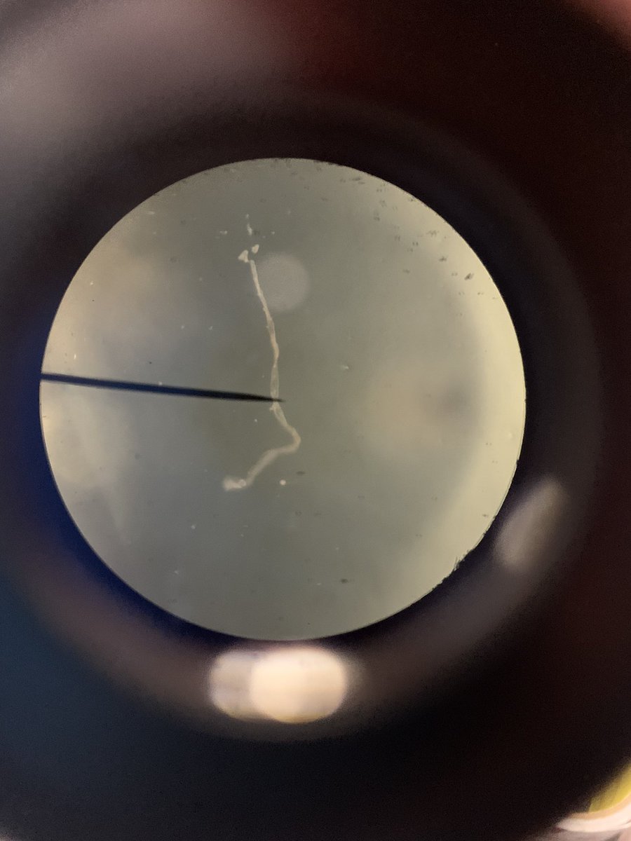 ATeacherMiller's tweet photo. Checking out microorganisms from our tank! #sciencerocks #nature #biology #microorganisms https://t.co/70mHpmJtyE