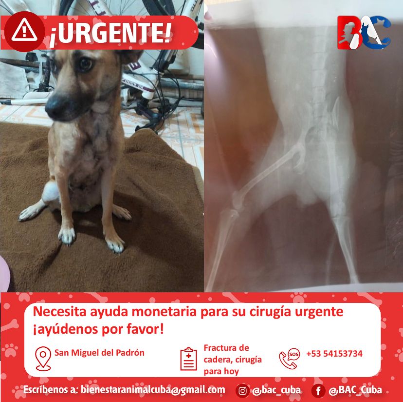 bac_org's tweet photo. 🚨🙏AYUDA 
                 MONETARIA 🙏🚨

Su nombre es Franchesca, sufrió un accidente el día 5 en Calzada de San Miguel del Padrón 🥺 necesitamos d su ayuda para q puedan hacerle su cirugía 🙏 ya q se le hizo una placa y tiene fractura d cadera☹️ y tiene q ser operada hoy 🆘👇🏻 https://t.co/4WFq07E4sP
