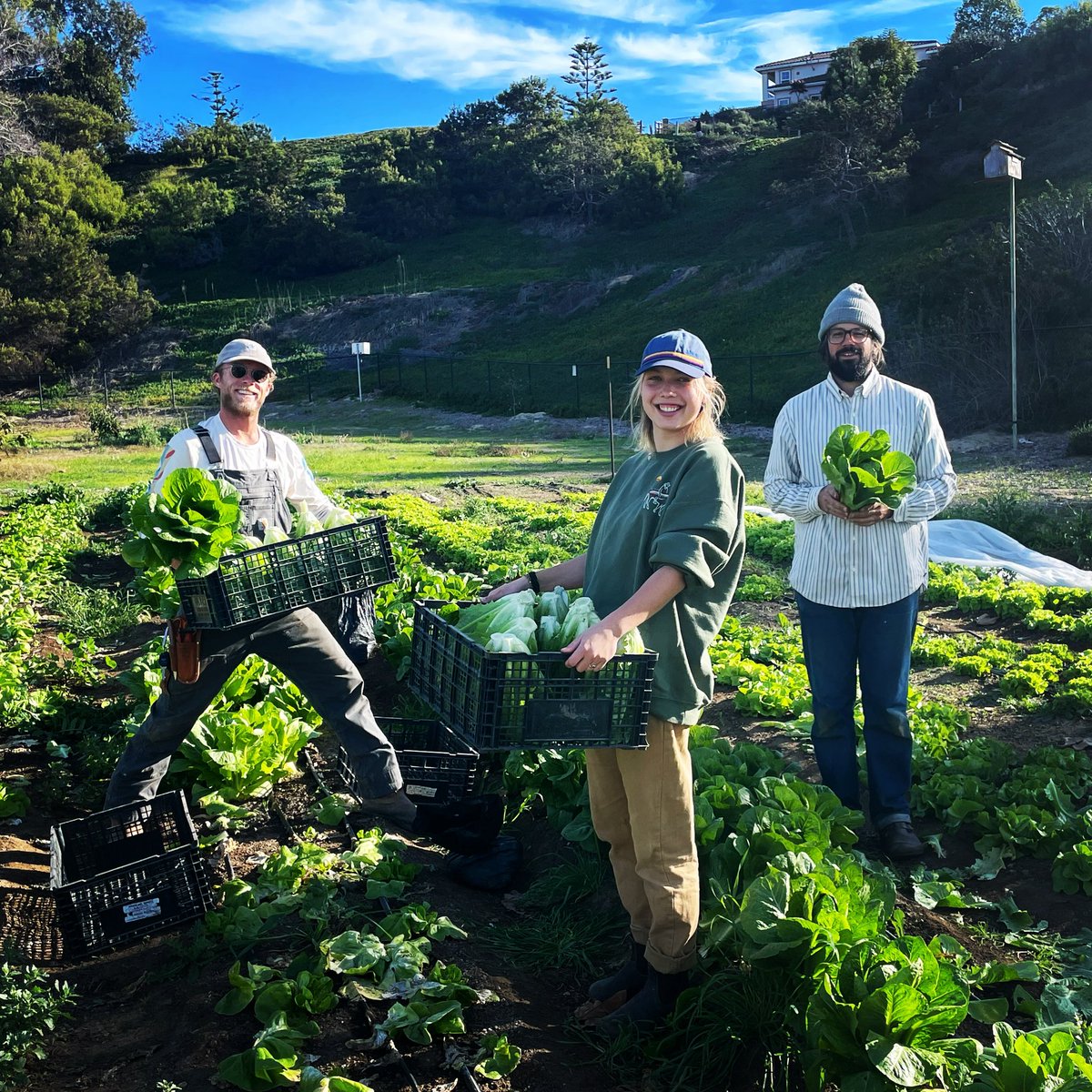 Harvest day! ❤️🥬
#eatyourgreens #farmtoschool #regenerativeorganic #partnerships #volunteersmatter

Grown by @theecologycenter  
Supported by <a href="/cafarmtoschool/">CA Farm to School</a>