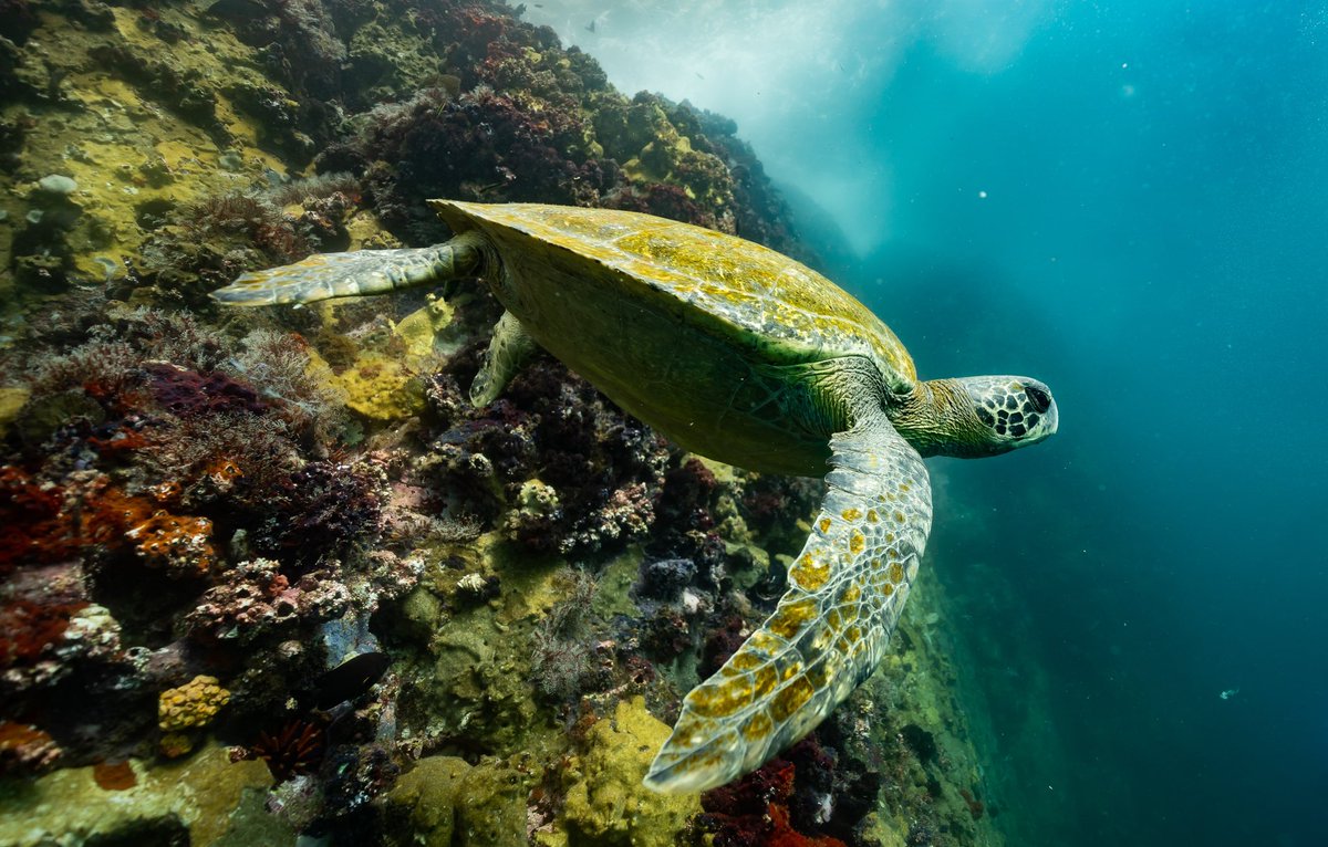 Magical day above &amp; below the water off Kicker Rock. Today we celebrate Ecuador’s expansion of the Galápagos marine reserve, tomorrow we work for more protections in the Eastern Tropical Pacific. Congratulations Ecuador! <a href="/LassoGuillermo/">Guillermo Lasso</a> <a href="/GustavoManriq_M/">Gustavo Manrique M.</a> #masgalapagos <a href="/MissionBlue/">Mission Blue</a>