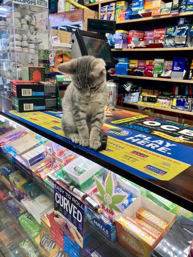 Bodegacats_'s tweet image. 