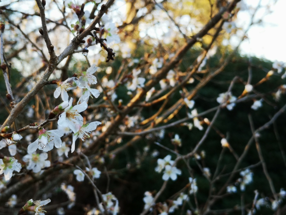 WindsorGtPark's tweet photo. 🌸The Savill Garden is already beginning to wake up from winter with a selection of eye-catching flowers and aromas.🌸
Book your visit here: https://t.co/fAhDF2bCFv https://t.co/1VGSCwrPrz