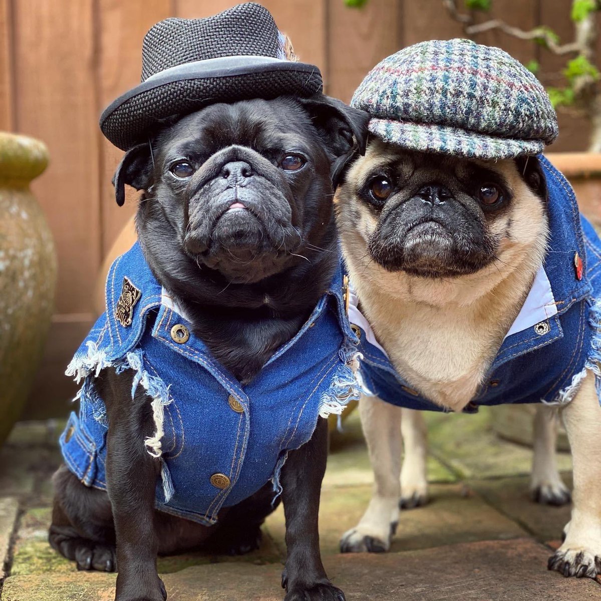 It’s #nationaldressupyourpetday 😉 say no more 🙈😂 #fridaynight #weekendloading