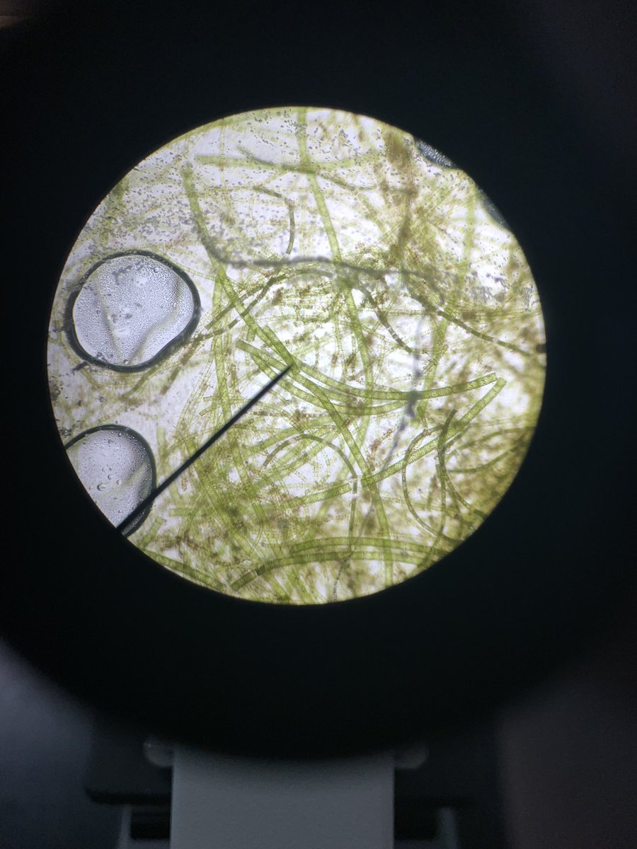 ATeacherMiller's tweet photo. Algae #pondsamples #biology https://t.co/Zipq3MrmbW