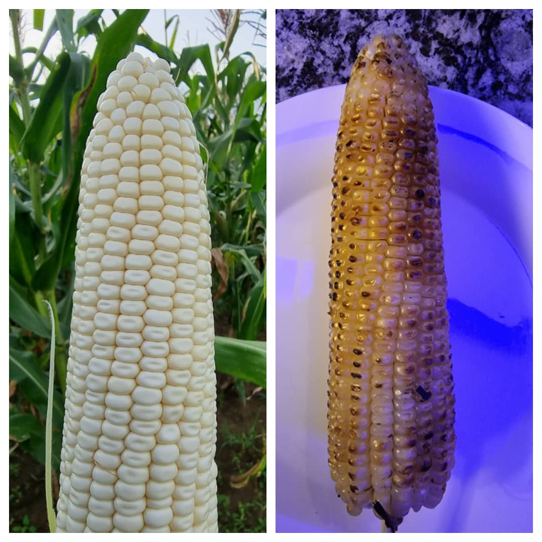 Ibigori byavuye mu bushakashatsi bwa RAB (RHM: RAB Hybrid Maize) bikanatuburwa kubwinshi, ubu tukaba twaramaze kwesa umuhigo wo guhagarika importation,  abamaze kubiryaho bemeza ko binafite uburyohe busumba ubw'ibisanzwe! Akawunga kabyo nako ni ntagereranywa. Dukunde iby'iwacu!
