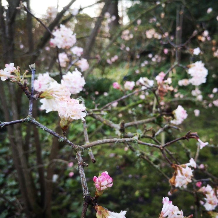 WindsorGtPark's tweet photo. 🌸The Savill Garden is already beginning to wake up from winter with a selection of eye-catching flowers and aromas.🌸
Book your visit here: https://t.co/fAhDF2bCFv https://t.co/1VGSCwrPrz