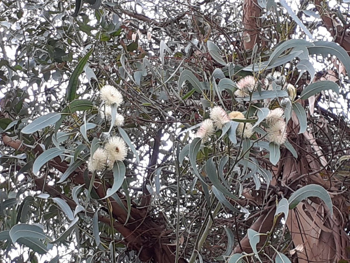 gardendesign_it's tweet photo. Eucalipti trees in full flower, a magical encounter two years ago in Liguria #trees #Tree #bark https://t.co/JtdCzckX0q