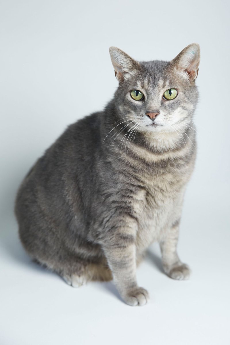Cat_Guardians's tweet photo. Congratulations to lovable Loki on finding his forever home today! #AdoptDontShop #loki #godofair #scandinavianname #fivkitty #specialneedcatsneedlovetoo #silvertabby #greytabby #rescuecat #newyearnewforeverhome https://t.co/Kx8eKj9bx3