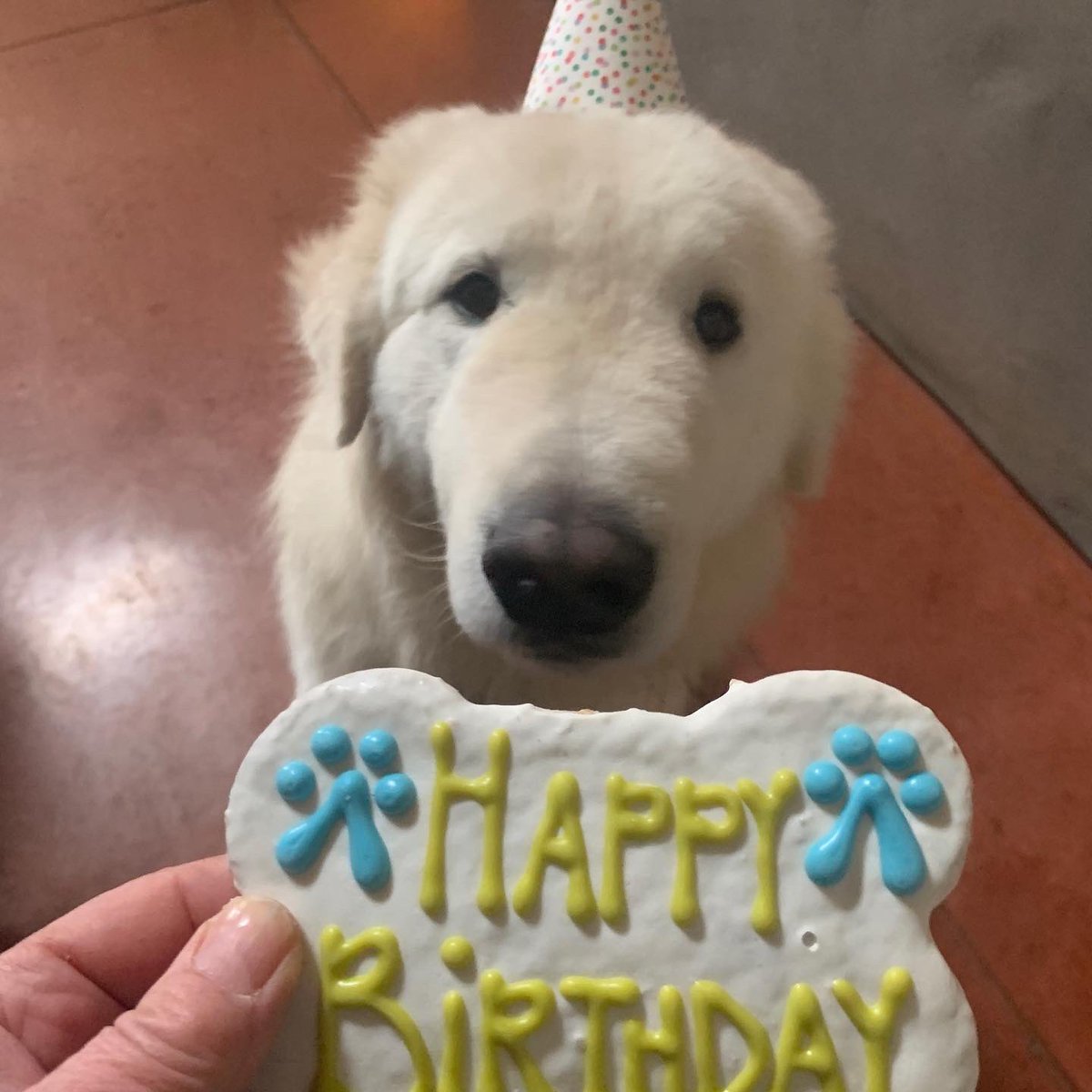 DecemberFarm's tweet image. It’s his birthday today. Could we get some likes. He honestly never begs. #dogsoftwitter    #DogsofTwittter #dogs #birthday