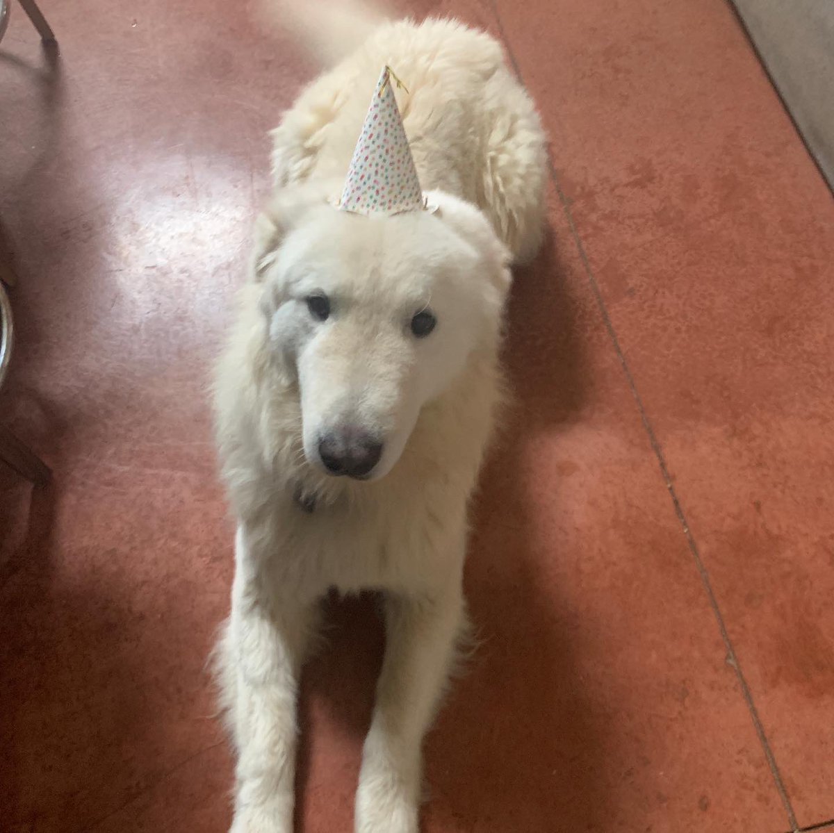 DecemberFarm's tweet image. It’s his birthday today. Could we get some likes. He honestly never begs. #dogsoftwitter    #DogsofTwittter #dogs #birthday