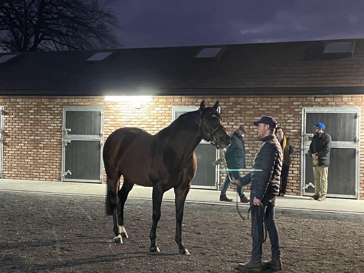 SileHayes's tweet photo. Last show of the day ⁦@IREthoroughbred Irish Stallion Trail goes to #SmoothDaddy @CompasStallions⁩ #Starfield Stud https://t.co/YCA9M1LKUl