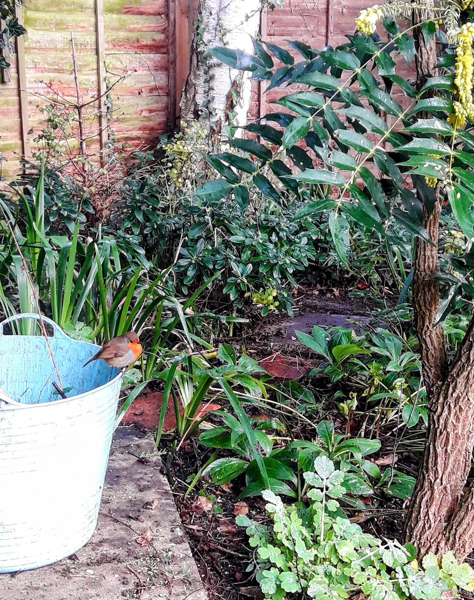 FletchHort's tweet photo. Happy (not so) New Year! 😁

Some days being a gardener is just pure joy, and spending today in a lovely rural garden as the sun blasted its way through the mist was one of those 🥰🌱 https://t.co/3WTIbEF7HP