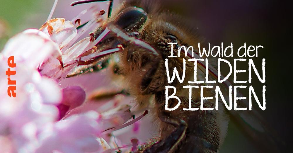 Eine wunderbare Dokumentation über die #wilden_Honigbienen
in unseren Wäldern! Neu von Jan Haft Regie. So lehrreich. So einfühlsam. In der Mediathek von Arte.
arte.tv/.../098805.../…