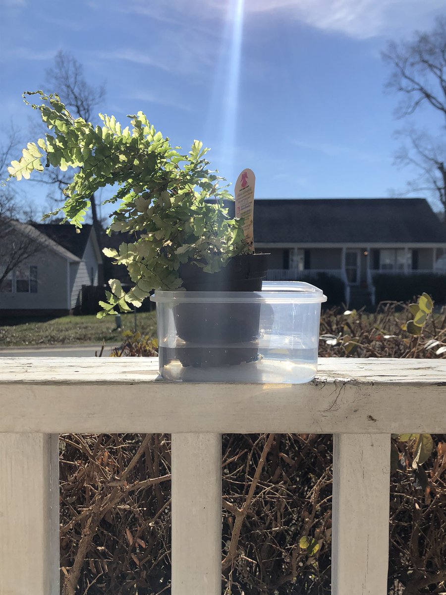 RohanUWilson1's tweet photo. Today I am practicing mindfulness through meditation and taking in nature. During my meditation I try and engage my senses so I can be present and very much in the moment. Also say hi to my new plant who has been soaking up sun with me!  #mindfulness #ElonEd #COR4240 https://t.co/xVsGFgmTTK