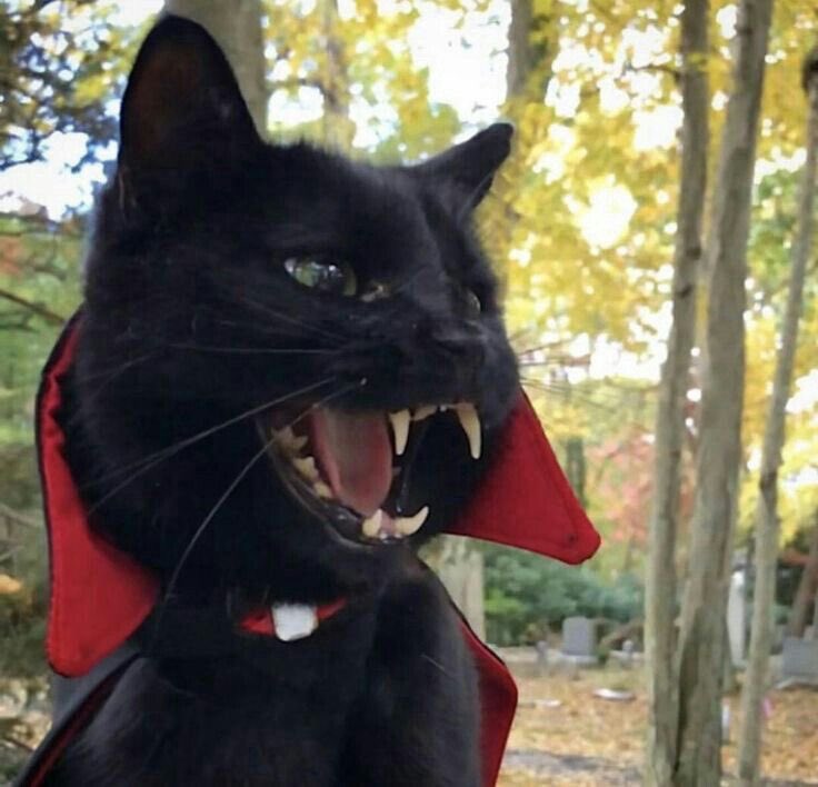 Черный кот вампир. Черный кот с клыками. Про кота вампира. Про кота вампира. Про кота вампира.
