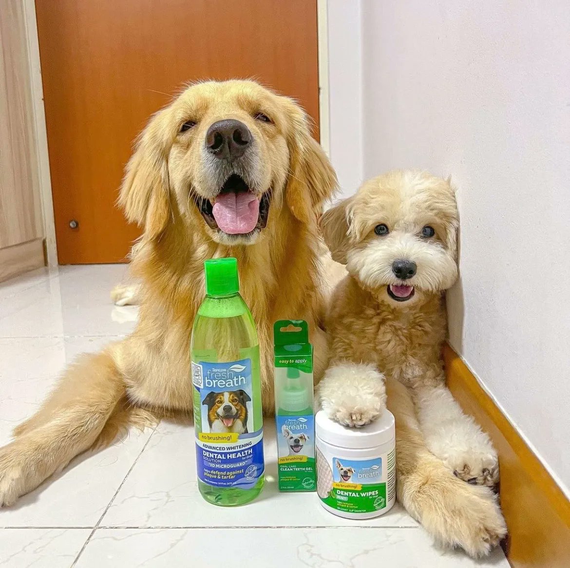 The only thing better than #FreshBreathFriday is #FreshBreathFriday with a friend! ️
 
 📸: @olleyxbenji
 
#tropicleanfreshbreath #tropicleanpet #tropicleanfresh #tropiclean #cleanteethfreshbreath #petdental #kissablyfresh #goodbyedogbreath #hellofreshbreath