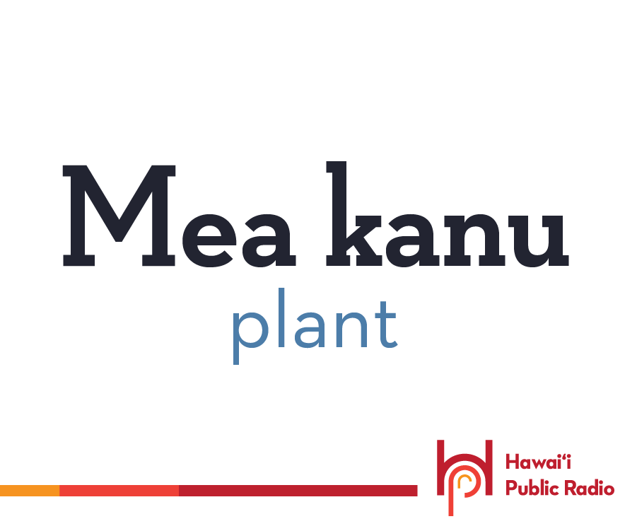 wearehpr's tweet photo. Mea kanu means plant, like that potted one you have in your office or living room. It is a planted thing, a mea kanu. Don't confuse it with that big tree outside, that's a kumu lā’au.
https://t.co/nMvZh33scW
#HawaiianWordOfTheDay #MeaKanu #plant https://t.co/IWumPlLE4T