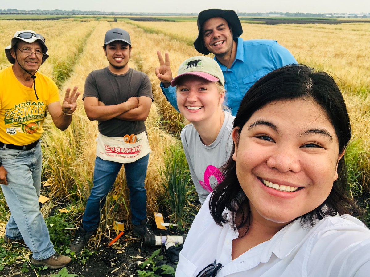 BarleyPathology's tweet photo. Now open! Come join our research team. 

Research Specialist for Field and Greenhouse Barley Disease Research. 

BS in related field required, MS preferred. 

https://t.co/3fd8K4p5Dy https://t.co/CraZ1zrsaA