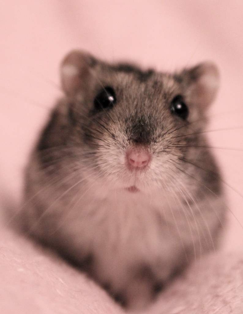 hamsterybot's tweet photo. https://t.co/lTMde8U76b