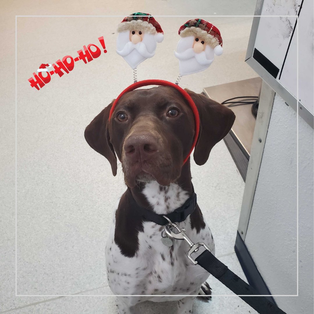 BothellPetHosp's tweet image. How did we miss darling Rip this holiday? Well, here they are to add a smile to your day. #bothellpet #bothell #happydog #woof #weloveourclients