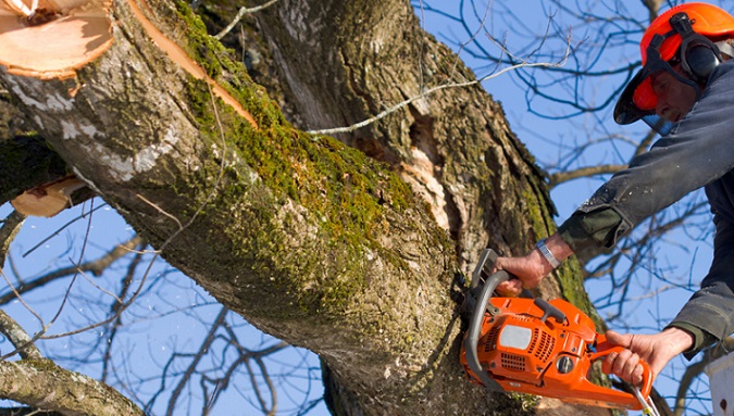 To help a tree reach its full maturity, try making strategic cuts every year so the branches grow only where they’re allowed to grow. #treetrimming #treecare #treepruning