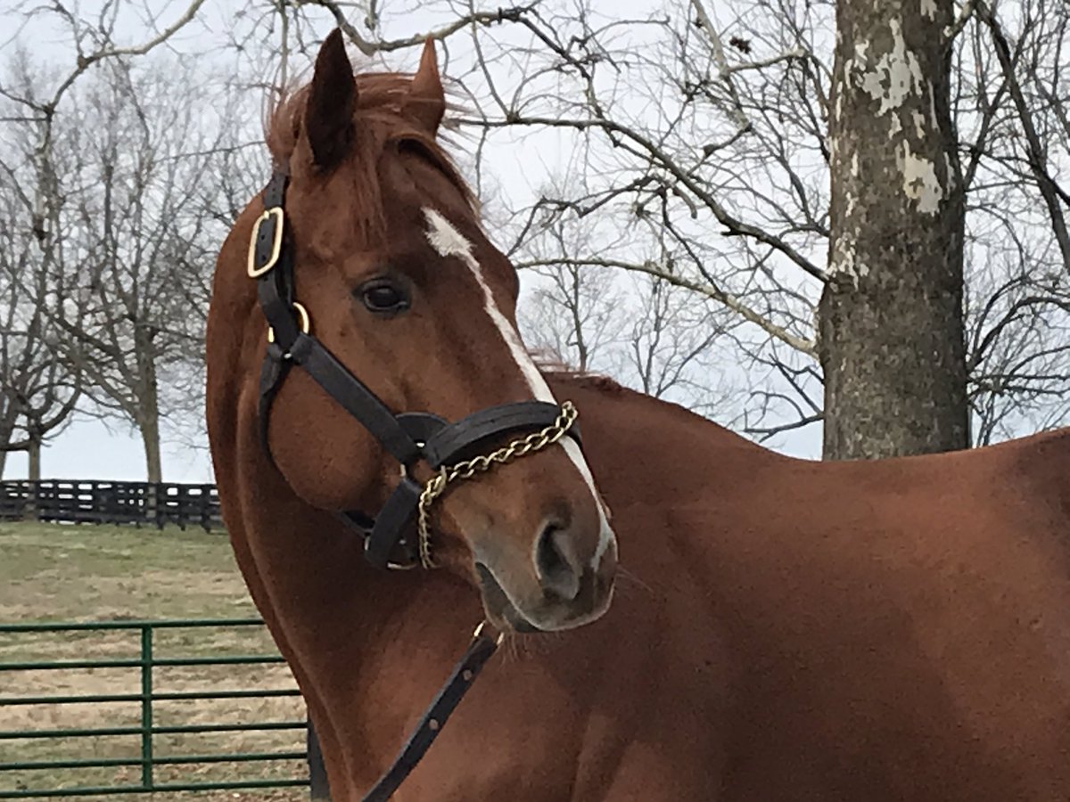 DRFRusso's tweet photo. #BC19 Classic winner and champion Vino Rosso, recently returned from the Australian season, will have his first yearlings this year for @spendthriftfarm https://t.co/tlk29Pp2ji