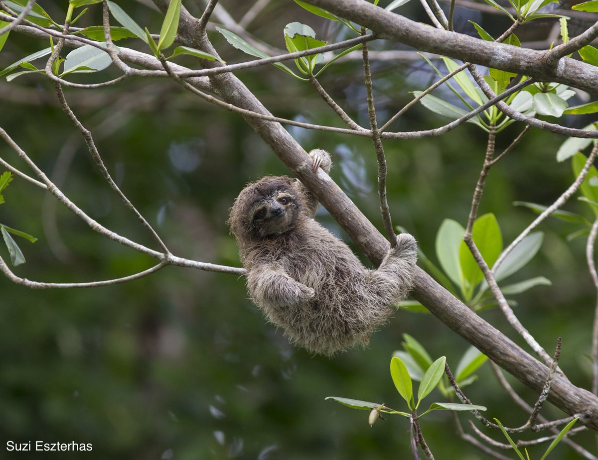 Why do #sloths not make good pets? Here we list you the top 5 reasons sloths don’t make good pets and talk about the danger of the illegal trade of sloths! #PetSloth #IllegalPetTrade #Sloths #TheGivingBlock 

slothconservation.org/sloths-do-not-…