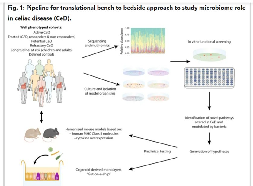 Verdu Lab (@verdulab) on Twitter photo Check out our new review just published with <a href="/SpringerNature/">Springer Nature</a> in <a href="/MucosalImmunol/">Mucosal Immunology</a> on the double-edged sword of #microbiota and #celiacdisease
⬇️⬇️⬇️⬇️
rdcu.be/cEYrq Check out our new review just published with <a href="/SpringerNature/">Springer Nature</a> in <a href="/MucosalImmunol/">Mucosal Immunology</a> on the double-edged sword of #microbiota and #celiacdisease
⬇️⬇️⬇️⬇️
rdcu.be/cEYrq