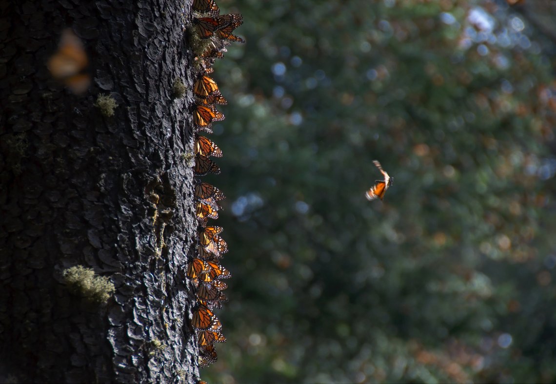 ThisIsKingsport's tweet photo. The 32nd Annual Winter Garden Seminar, featuring monarch migration, is coming to Warriors' Path State Park on January 22nd! Cost is only $5. Registration is required at https://t.co/09BkTbwfLz
#ThisIsKingsport #WarriorsPathStatePark https://t.co/7ZSunOmk4z