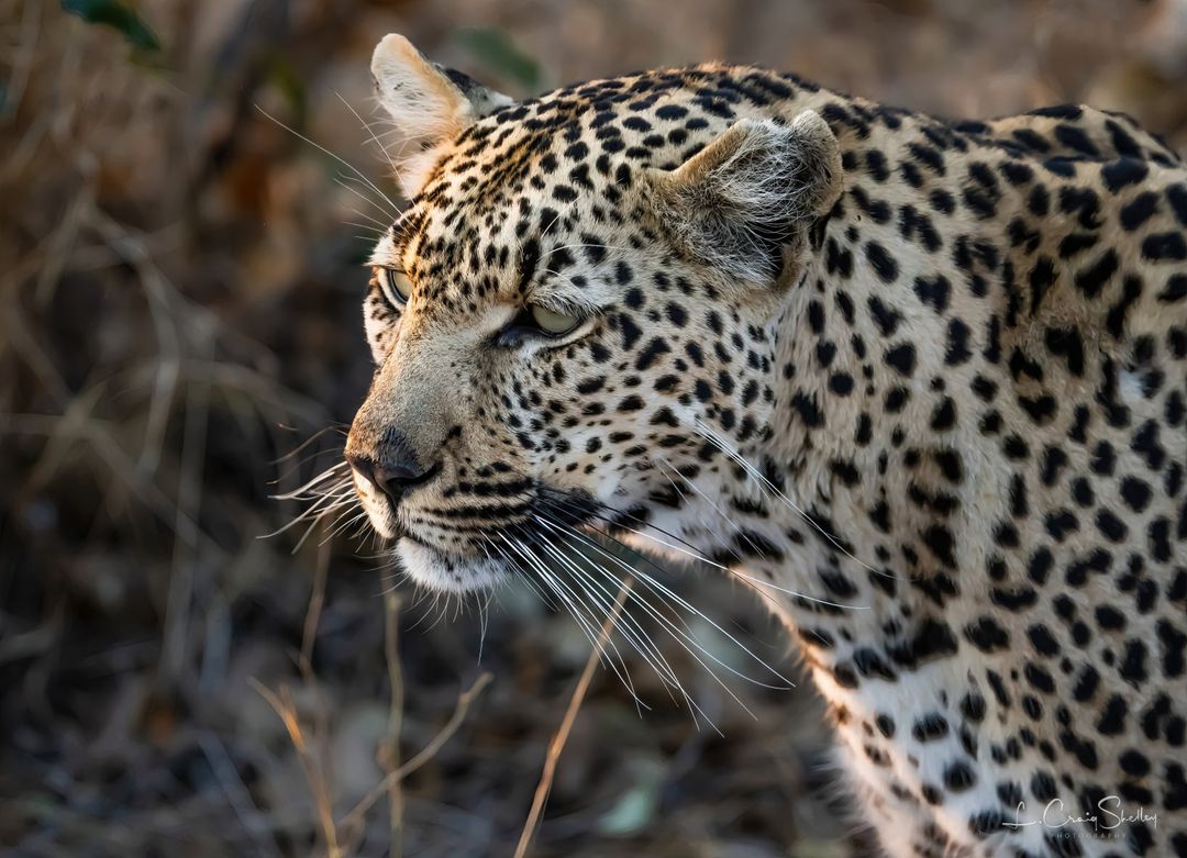 EndangeredMints's tweet photo. "I listened to see if I could hear this leopard breathing. I couldn't. I know she couldn't hear me breathing. I wasn't."
-L. Craig Shelley
#NFTs #CNFTs #Ethereum #Cardano #Conservation #Photography https://t.co/BcJtEBT6y6