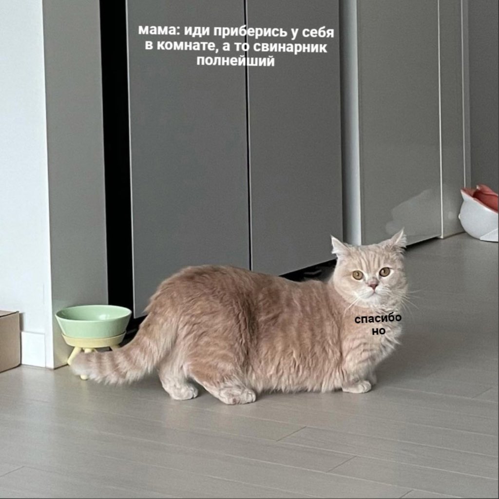 Настень ка tweet media