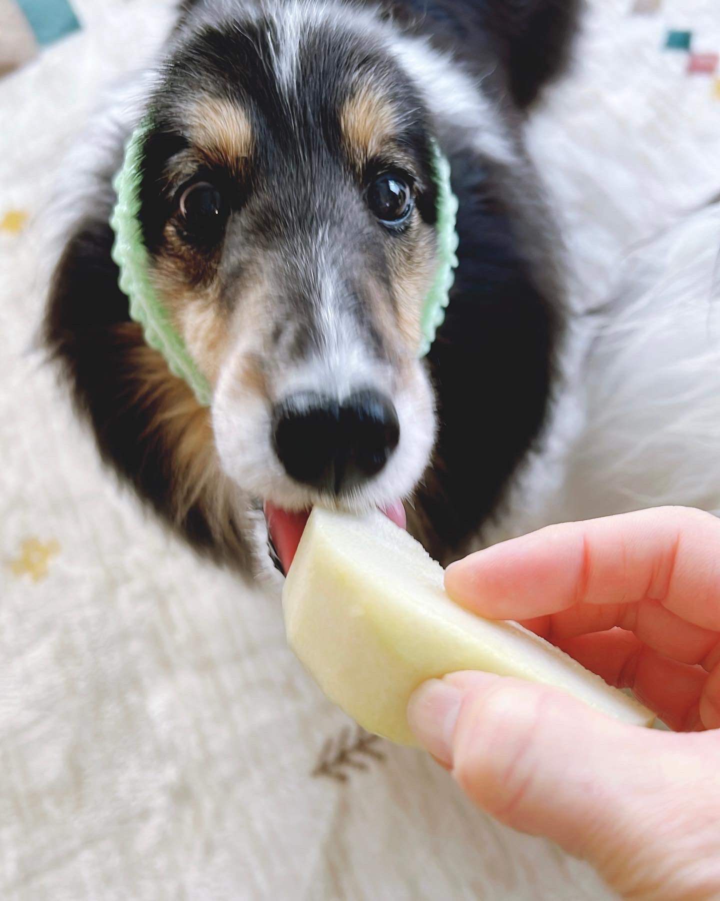 ネット犬 Twitter Search Twitter