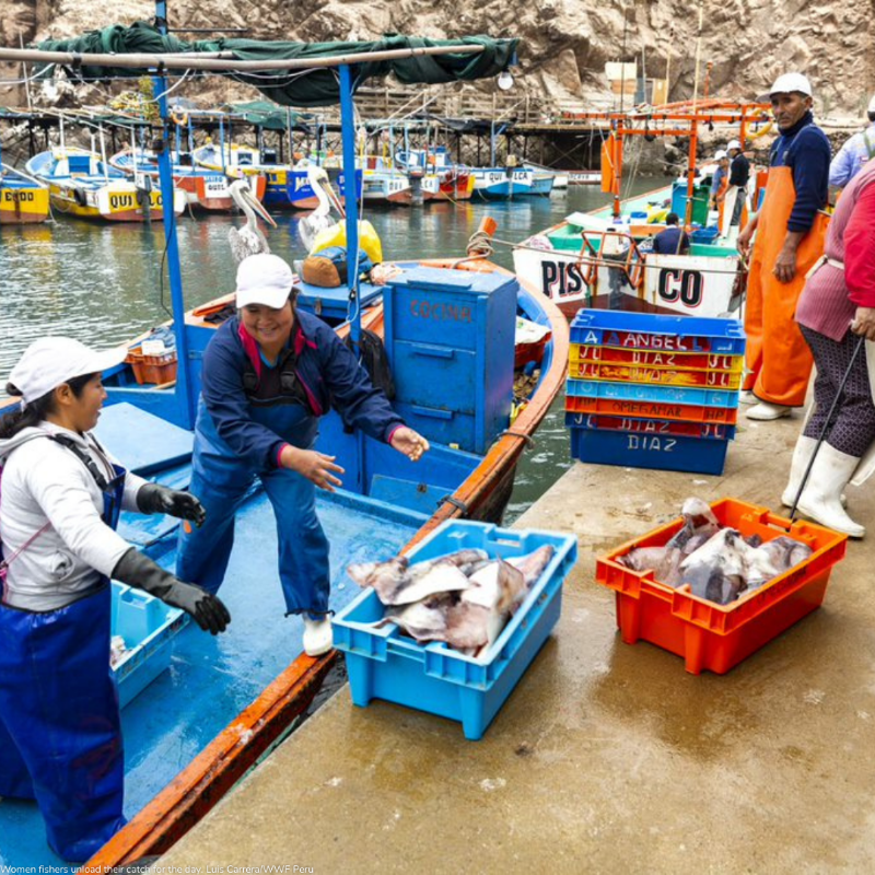 WorldBankGroup's tweet photo. How can we help to reduce overfishing in coastal fisheries in #CaboVerde, #Ecuador, #Indonesia, or #Peru? 

Apply to the #SolutionsToOverfishing competition today and share your innovative ideas. 

Deadline: February 27, 2022.