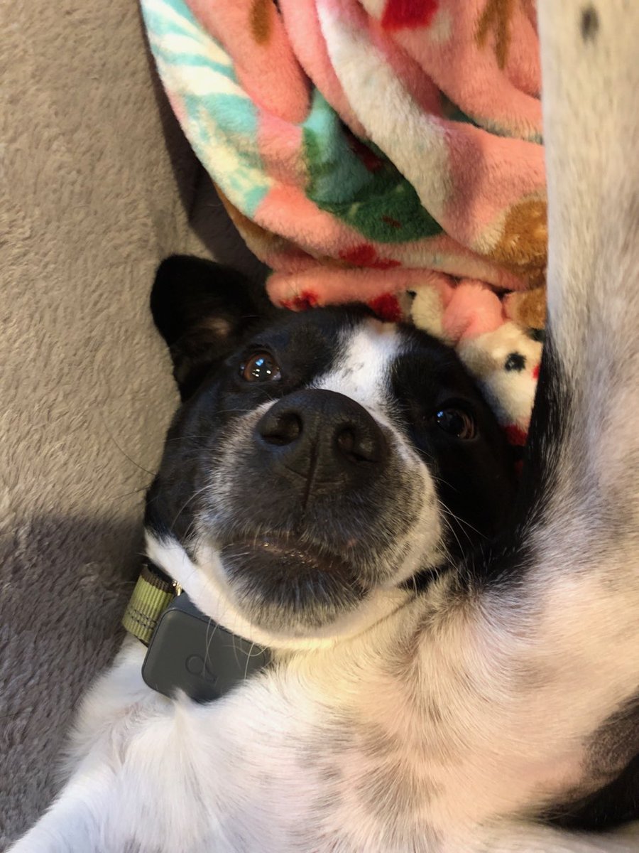 FuriousZoey's tweet photo. Selfie time!
#cutedogs #selfie https://t.co/BKmdflXous