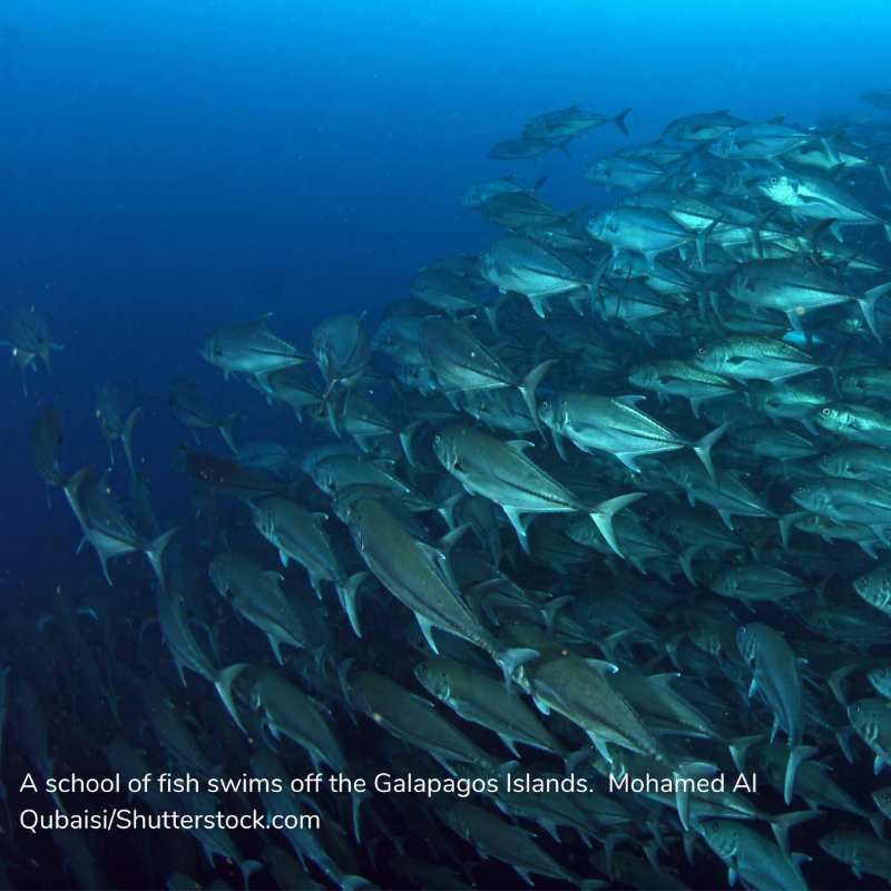 WorldBankGroup's tweet photo. How can we help to reduce overfishing in coastal fisheries in #CaboVerde, #Ecuador, #Indonesia, or #Peru? 

Apply to the #SolutionsToOverfishing competition today and share your innovative ideas. 

Deadline: February 27, 2022.