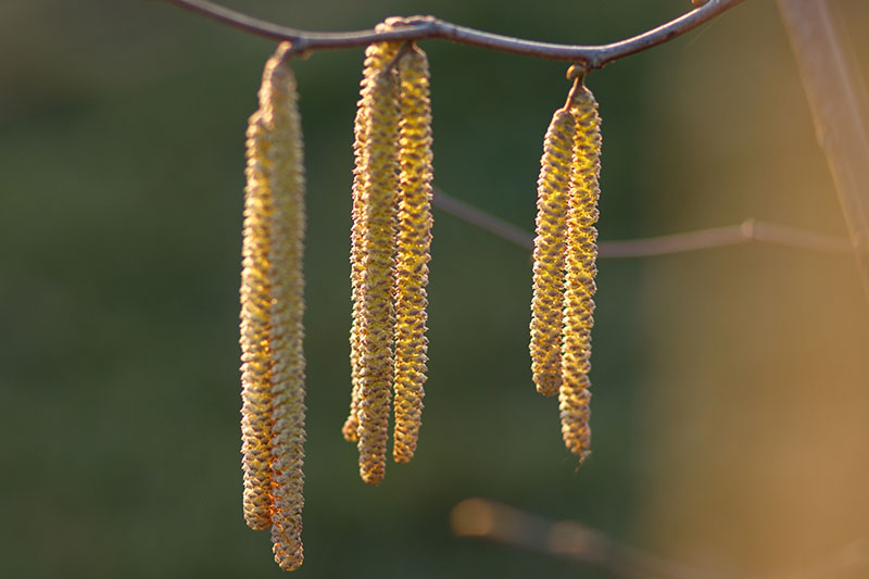 Gardeners_Path_'s tweet photo. How to Grow Hazelnut Trees - go nuts for hazelnuts! Also known as filberts, are easy-to-grow compact trees that begin producing buttery sweet nuts in just a few years. Read more on Gardener's Path. https://t.co/kDSpia1TDj #hazelnuts #nuttrees https://t.co/XGS7I3TJcy