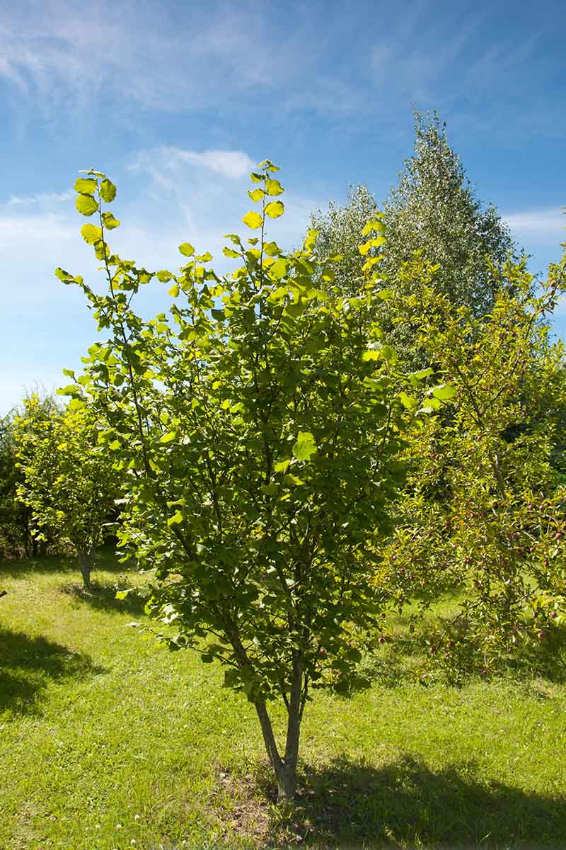 Gardeners_Path_'s tweet photo. How to Grow Hazelnut Trees - go nuts for hazelnuts! Also known as filberts, are easy-to-grow compact trees that begin producing buttery sweet nuts in just a few years. Read more on Gardener's Path. https://t.co/kDSpia1TDj #hazelnuts #nuttrees https://t.co/XGS7I3TJcy
