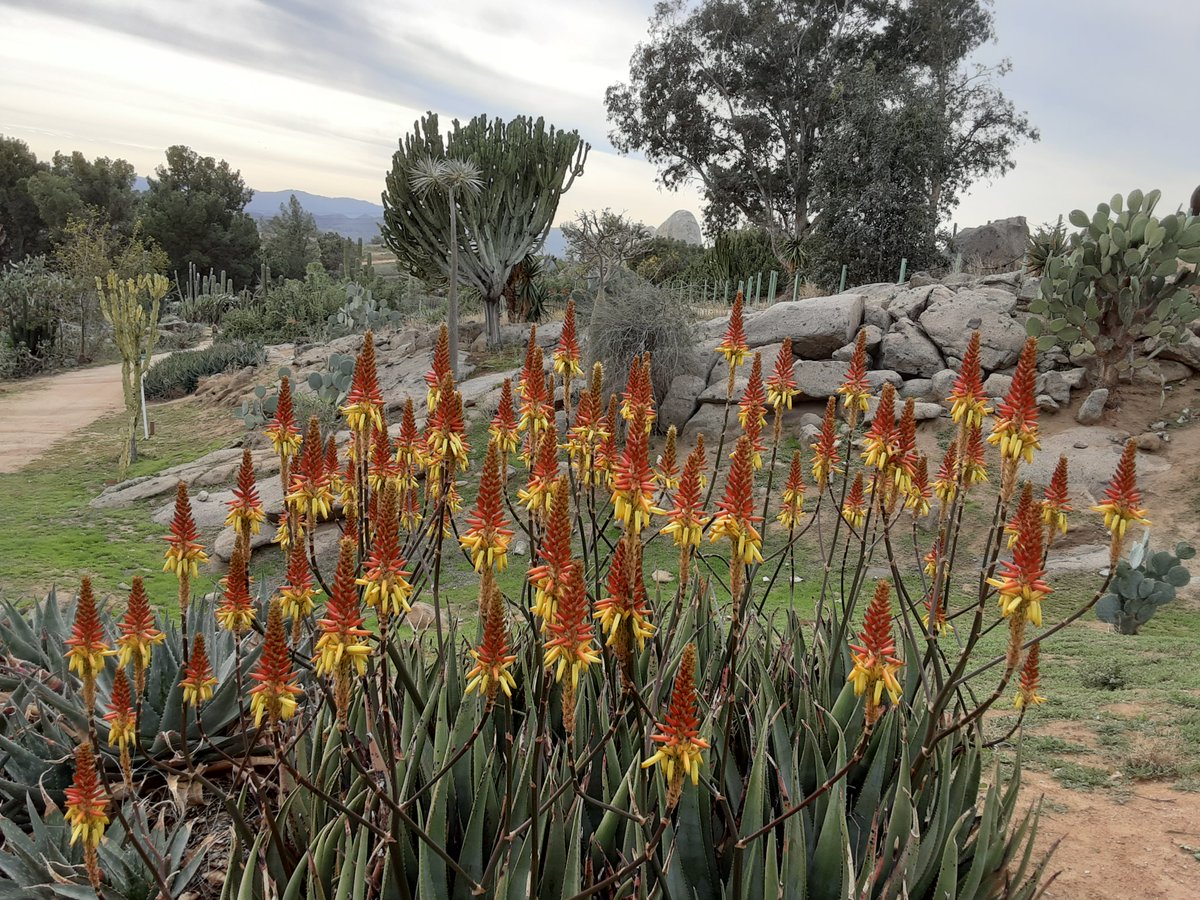 Happy Friday! 

In JMDC's Granite Hill Nursery we always look forward to the Aloes blooming, and the first blooms are a welcome sight.

Please remember we will be closed this weekend, January 15th and 16th.

Many Discoveries
JMDC Staff
#HowDoYouDiscover #JMDCManyDiscoveries