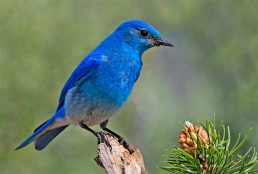 MrBehjatii's tweet photo. تو بدین نعت و صفت گر بخرامی در باغ
باغبان بیند و گوید که تو سرو چمنی
سعدی 
#bluesparrowETH 
#BlueSparrowtoken 
#BlueSparrowCommunity 
#bluesparrow 
#bluesparrowARMY https://t.co/Wuy2B74fzT