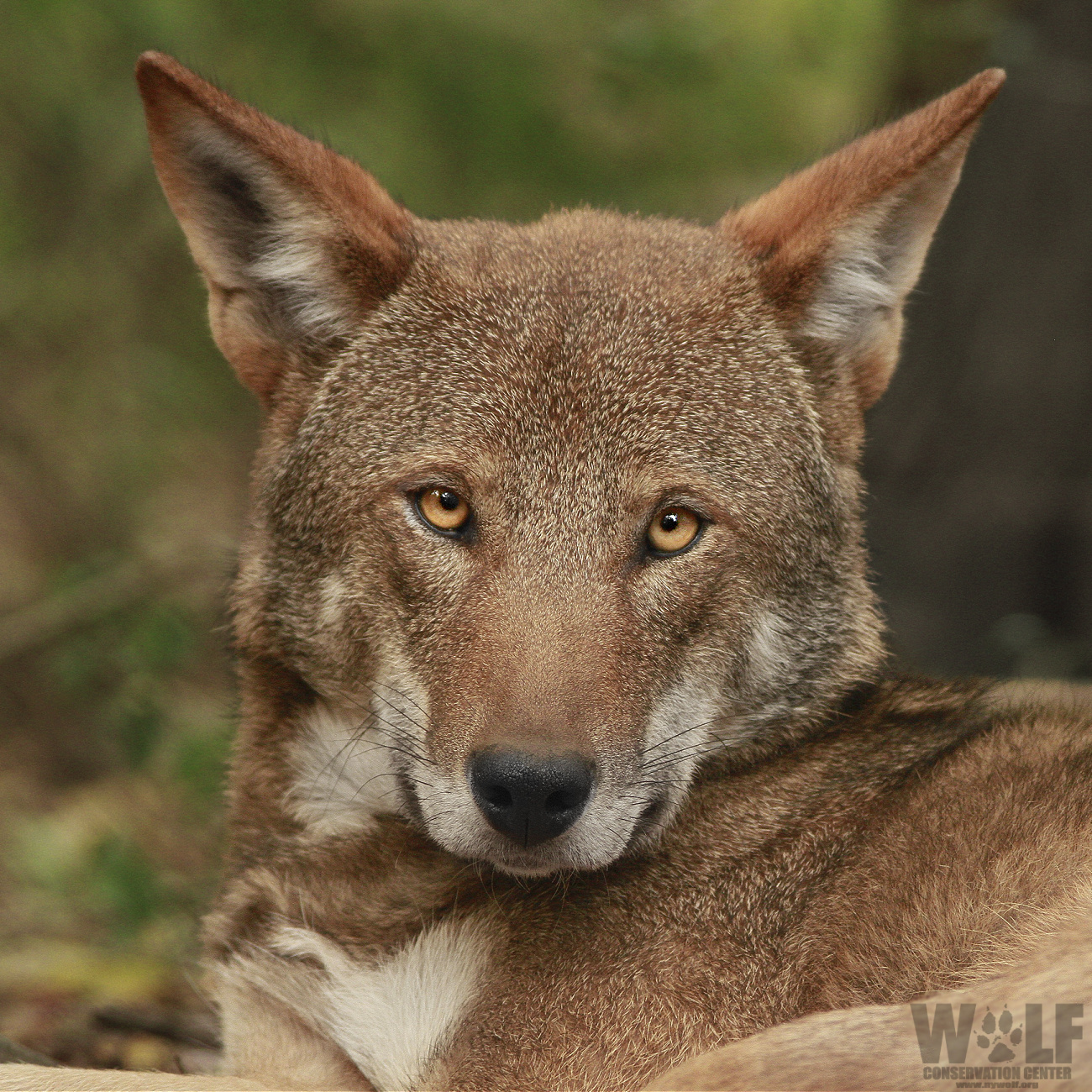 Red Wolf Animal