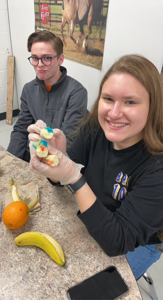 MRobsAg's tweet photo. It’s SHOTS day in Vet Med! The Vet Med students practiced the different routes of drug administration on bananas and oranges! #LCHSag #handsonlearning #futurevetinterns https://t.co/TGHAumKmgr