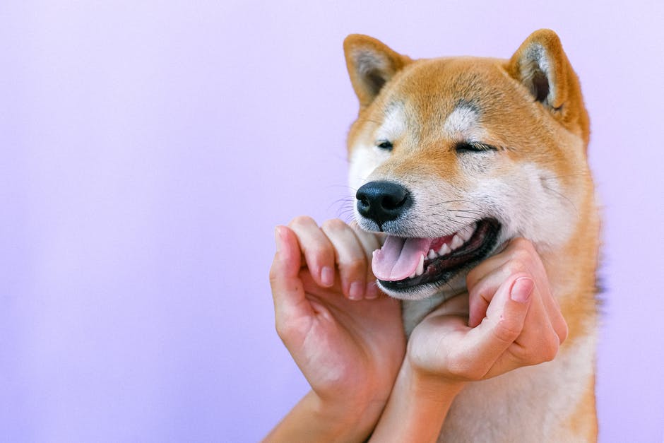 NorthPeaceVet's tweet photo. January &amp; February are #DentalHealth Months! 🦷 Veterinary dental care is important for wellness and overall health. We're offering 15% off all canine and feline dental procedures now through February! Contact us at 250-785-4578 to book ASAP! 🐶 #vetcare #yxj #northpeace https://t.co/ZDZegJwPjC