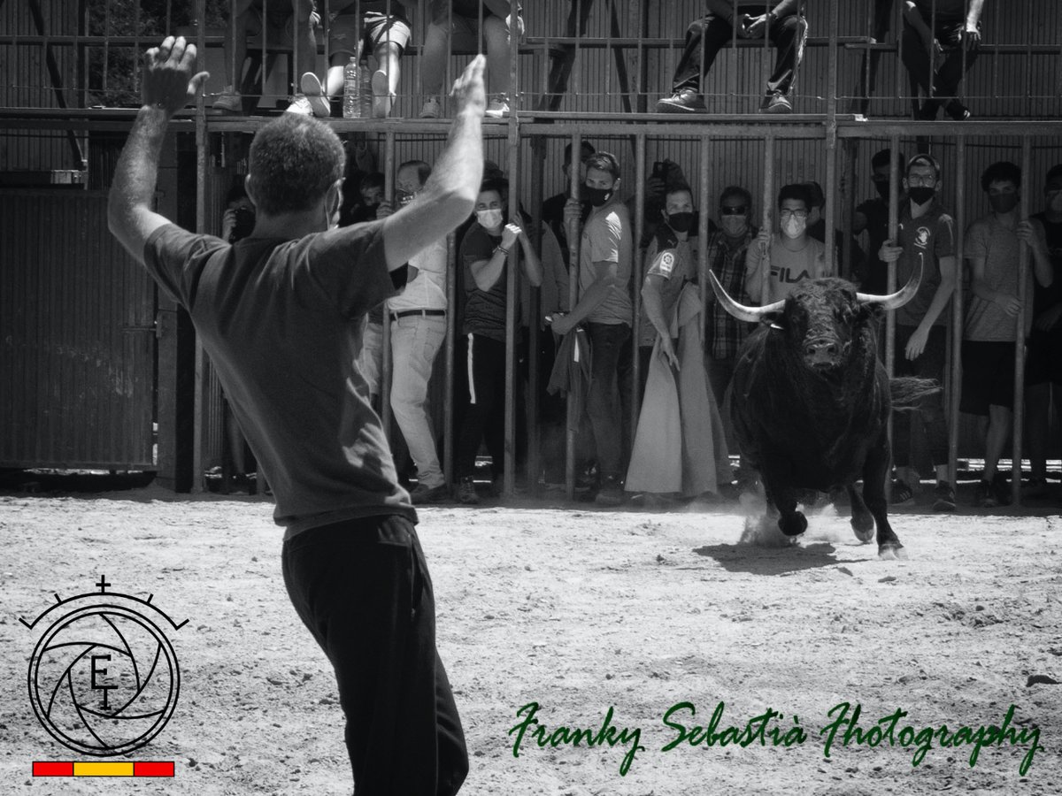 A cuerpo limpio, podríamos titular esta fotografia de Miguel Sebastià en Meliana.Toro numero 57 de la ganadería de Torrealta que se exhibió el 30/5/21. no dudéis en pasar por su perfil y ver su galería. 
<a href="/masv68/">MARCO A SAENZ VIERA</a>
#bousalcarrer
#torosenlacalle
#fotografiataurina